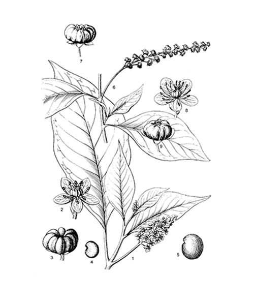 Natural compounds from  Phytolacca acinosa